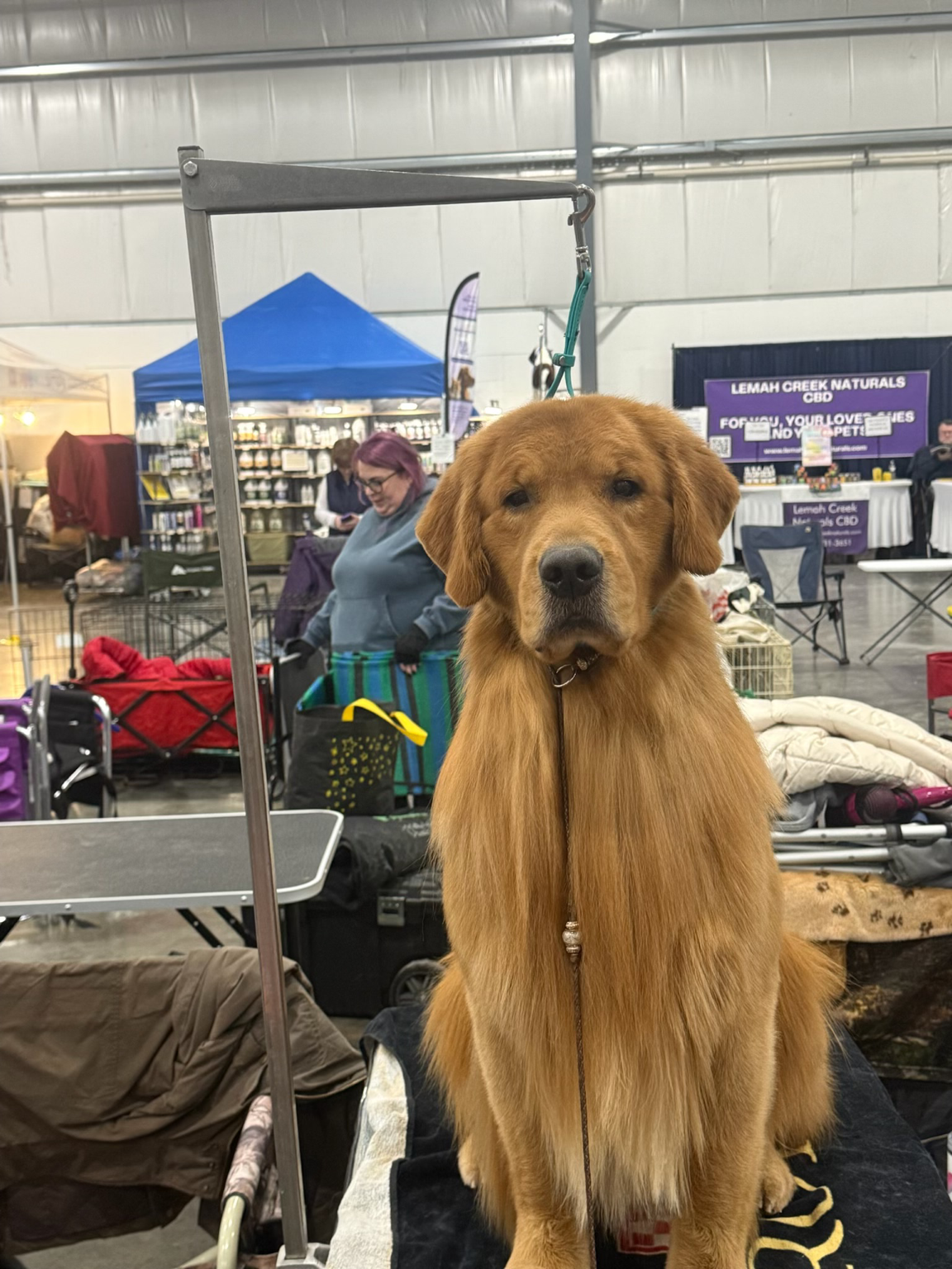 Forever The Wheels On The Bus Go Round N Round (Wheels), Forever Golden Retrievers stud dog