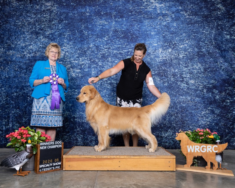 CH Nautilus Living High On The Hog At Forever (Pork Chop) winning Winners Dog and New Champion at a Golden Retriever specialty show