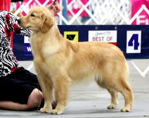 Rachel, Forever's Strike A Pose, Forever Golden Retrievers